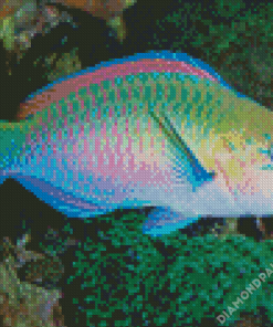 Aesthetic Parrot Fish Art Diamond Paintings