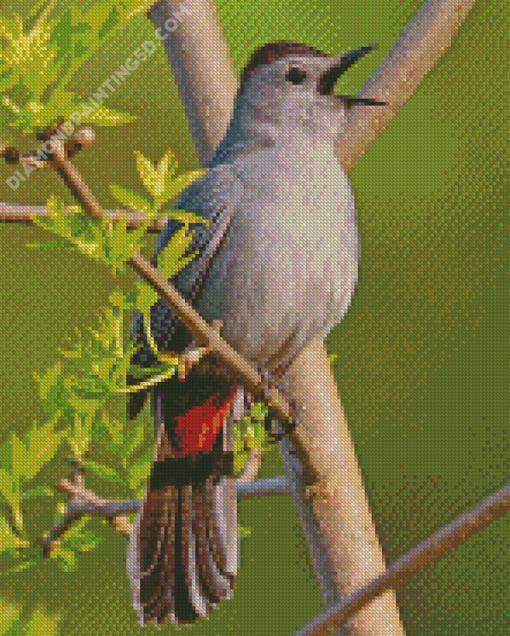 Catbird Singing On A branch Diamond Paintings