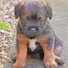 Close Up Border Terrier Puppy Diamond Paintings
