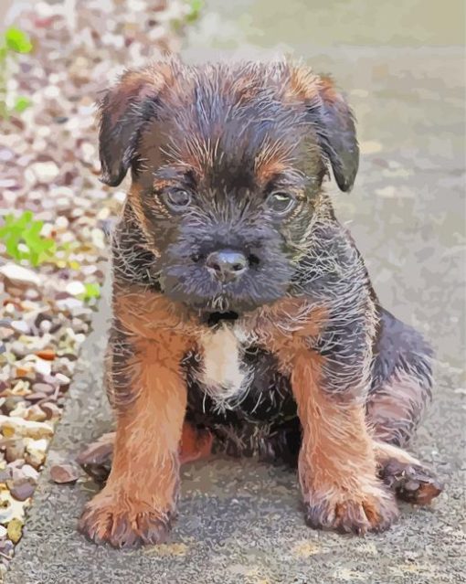 Close Up Border Terrier Puppy Diamond Paintings