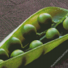 Close Up Peas In A Pod Diamond Paintings
