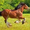 Clydesdale Horse Running Diamond Paintings