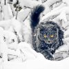 Grey Winter Cat Diamond Paintings