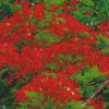 Red Flamboyant Tree Diamond Paintings