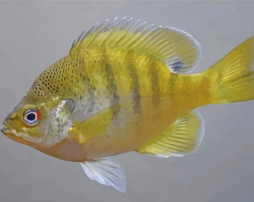 Yellow Bluegill Fish Diamond Paintings