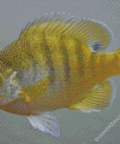 Yellow Bluegill Fish Diamond Paintings
