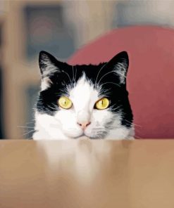 Adorable Tuxedo Cat Diamond Paintings