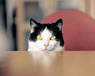 Adorable Tuxedo Cat Diamond Paintings