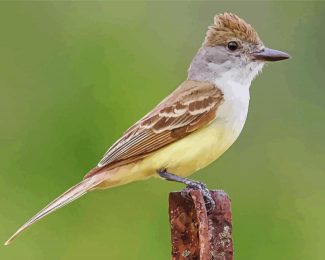Brown Crested Flycatcher Diamond Paintings