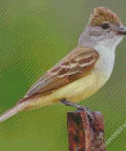 Brown Crested Flycatcher Diamond Paintings