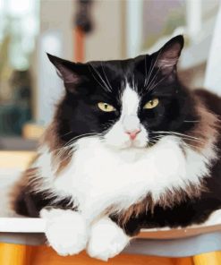 Cute Tuxedo Cat Animal Diamond Paintings