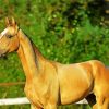 Golden Mare Horse Animal Diamond Paintings