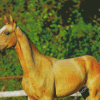 Golden Mare Horse Animal Diamond Paintings