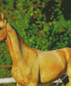 Golden Mare Horse Animal Diamond Paintings