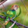 Green Asian Emerald Cuckoo Diamond Paintings