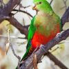 King Parrot On Branch Diamond Paintings