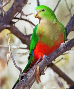 King Parrot On Branch Diamond Paintings