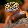 Leopard Gecko Diamond Paintings