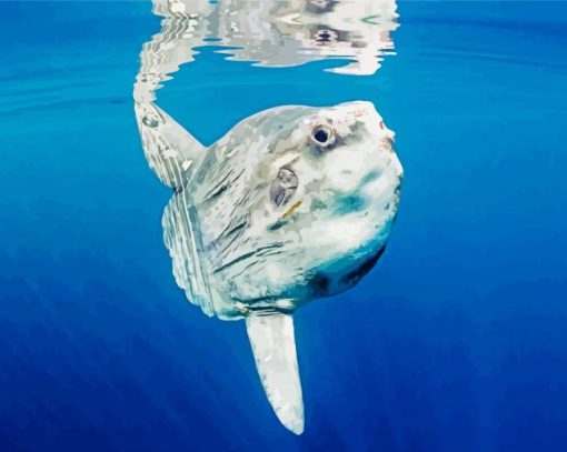 Mola Sunfish Diamond Paintings