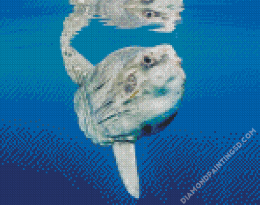 Mola Sunfish Diamond Paintings