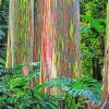 Rainbow Eucalyptus Trees Diamond Paintings