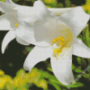 Single White Lily Close Up Diamond Paintings