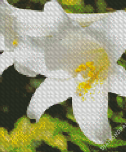 Single White Lily Close Up Diamond Paintings