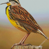 The Meadowlark Bird Diamond Paintings
