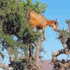 Tree Goat Animal Diamond Paintings