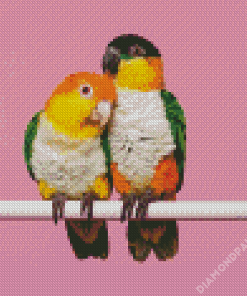 Caique Birds Couple Diamond Paintings
