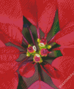 Close Up Red Poinsettia Diamond Paintings