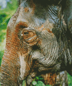 Close Up Tropical Elephant Diamond Paintings