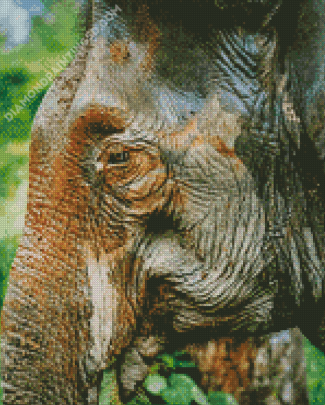 Close Up Tropical Elephant Diamond Paintings