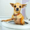Dog Animal In Toilet Diamond Paintings