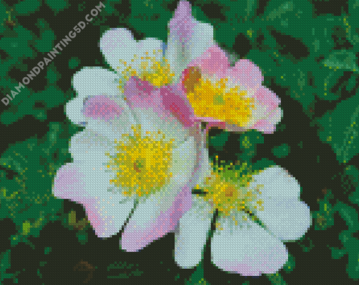 Pink Cherokee Roses Diamond Paintings