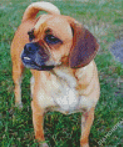 Puggle Dog Diamond Paintings