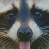 Raccoon Sticking Tongue Out Diamond Paintings
