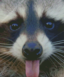 Raccoon Sticking Tongue Out Diamond Paintings