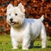 West Highland Terrier Puppy Diamond Paintings
