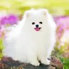 White Pomeranian Dog Diamond Paintings