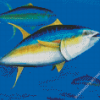 Yellow Fin Tuna Diamond Paintings