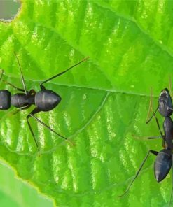 Black Garden Ants Diamond Paintings