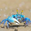 Blue Crab Diamond Paintings