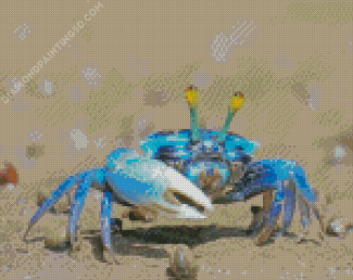Blue Crab Diamond Paintings