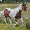 Brown And White Horse Diamond Paintings