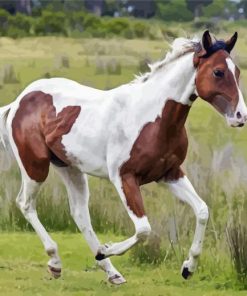 Brown And White Horse Diamond Paintings