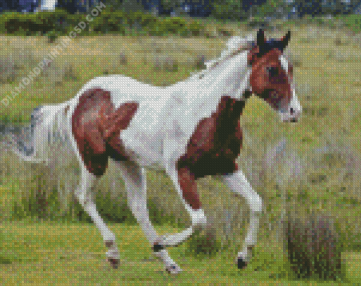 Brown And White Horse Diamond Paintings