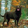 Brown Labrador Dog Animal Diamond Paintings