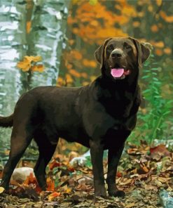 Brown Labrador Dog Animal Diamond Paintings