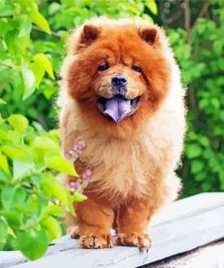Chow Chow Puppy Diamond Paintings
